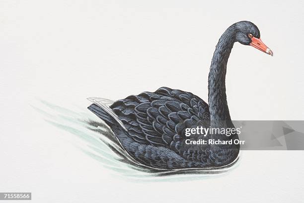 cygnus atratus, black swan swimming. - black swan stock illustrations