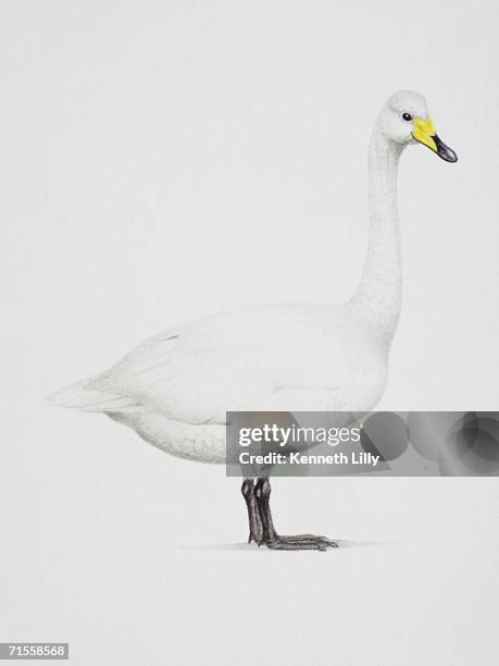 cygnus cygnus, whooper swan, side view. - animals with webbed feet stock illustrations