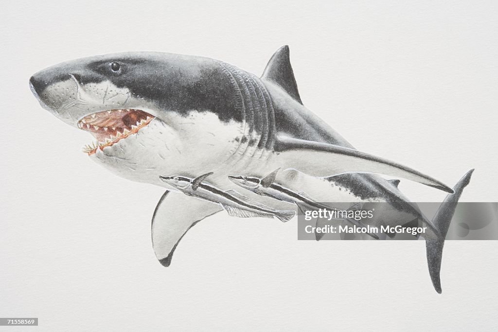 Echeneis naucrates, two remoras using their sucker dorsal fins to fasten themselves to a swimming shark's belly.