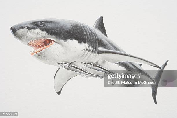 echeneis naucrates, two remoras using their sucker dorsal fins to fasten themselves to a swimming shark's belly. - echeneis remora stock illustrations