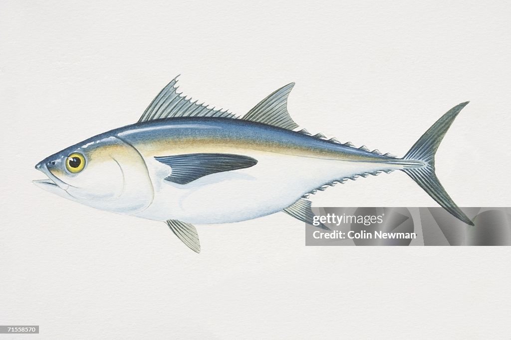 Thunnus atlanticus, Blackfin Tuna, side view.