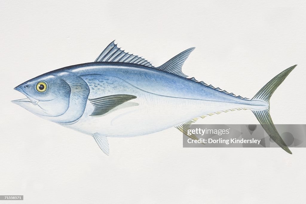 Thunnus thynnus, Bluefin Tuna, side view.