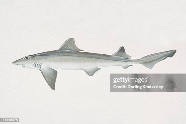 mustelus canis, smooth dogfish, side view. - dogfish stock illustrations