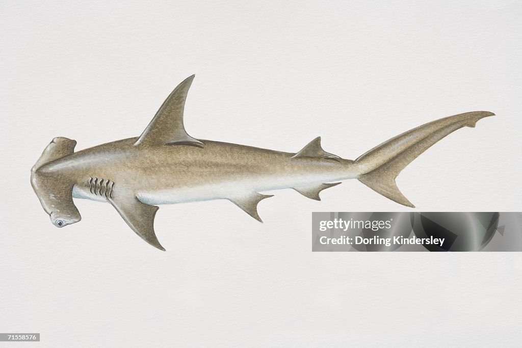 Sphyrna zygaena, Smooth Hammerhead, side view.