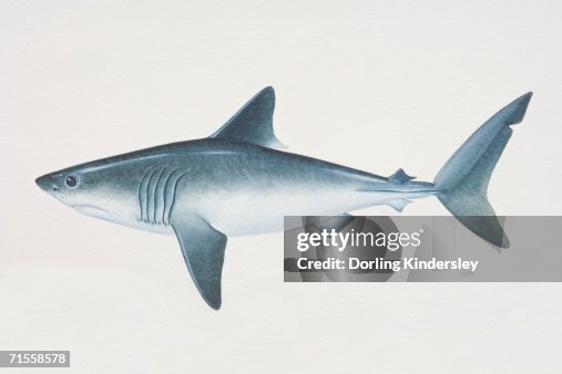 Lamna Nasus Porbeagle Side View High Res Vector Graphic Getty Images lamna-nasus-porbeagle-side-view-high-res-vector-graphic-getty-images