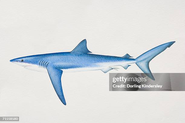 prionace glauca, blue shark, side view. - blue shark stock illustrations