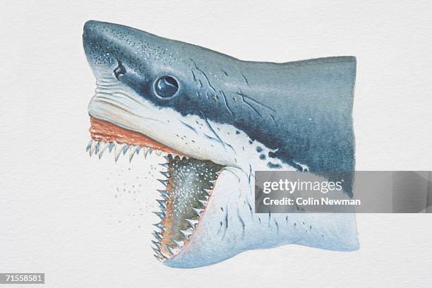 carcharodon carcharias, head of white shark opening its jaws to expose serrated teeth, side view. - bite stock illustrations