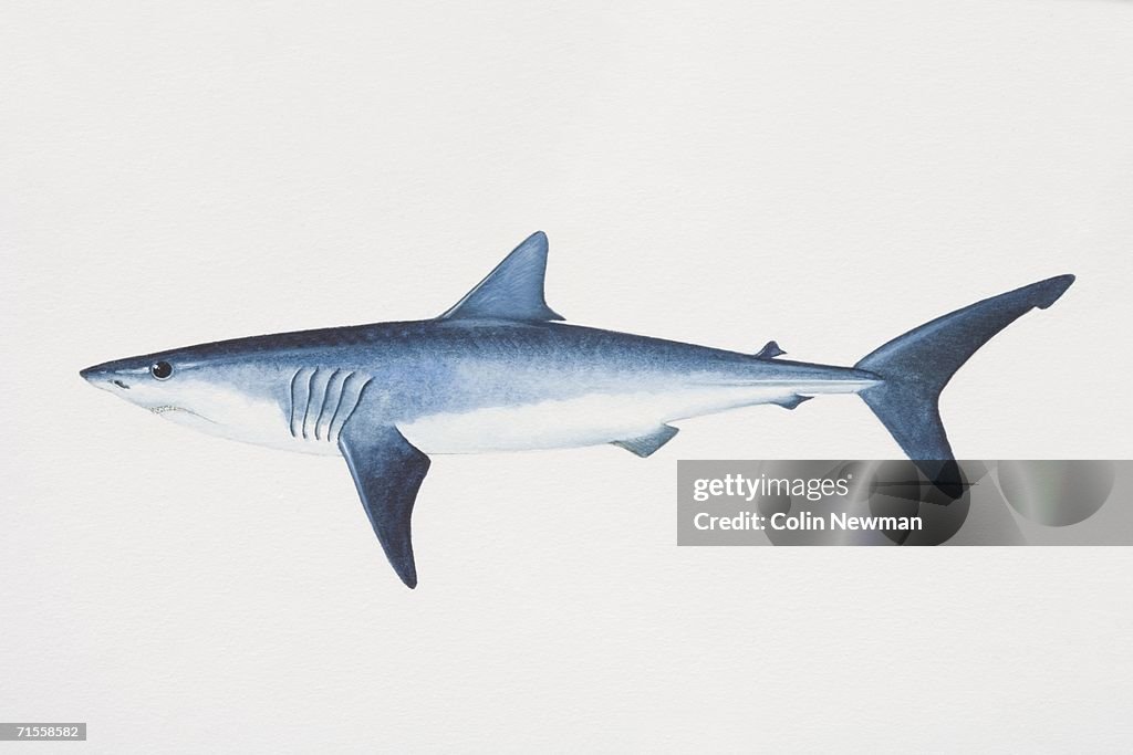 Isurus oxyrinchus, Shortfin Mako, side view.
