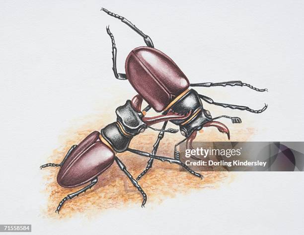 119点のオオクワガタのストックフォト Getty Images 119点のオオクワガタのストックフォト Getty Images