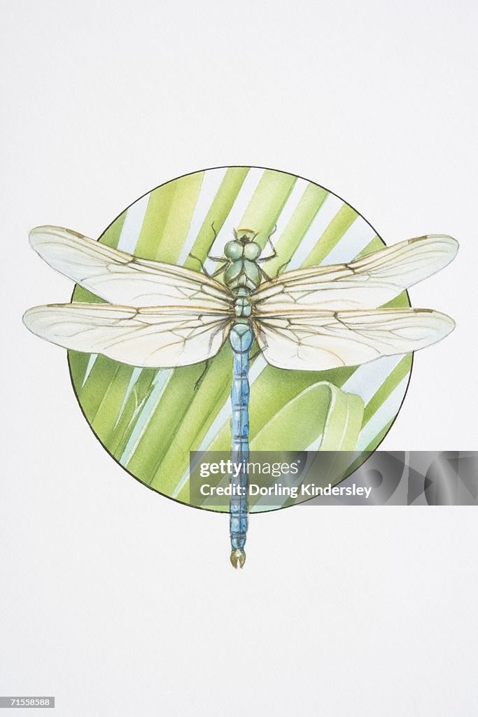 Anax imperator, Emperor Dragonfly.