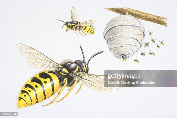 wasp's nest. - wasp stock illustrations