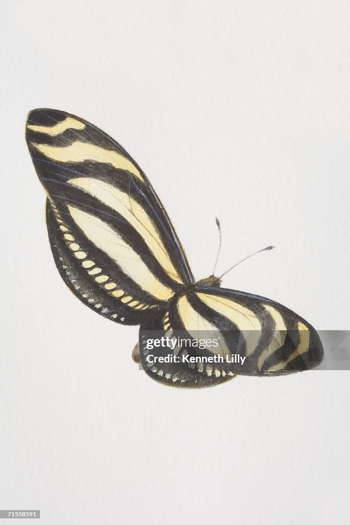 Heliconius charithonia, Zebra butterfly.