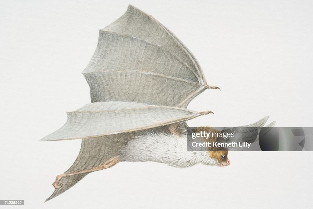 Plecotus austriacus, Long-eared Bat in flight, side view.