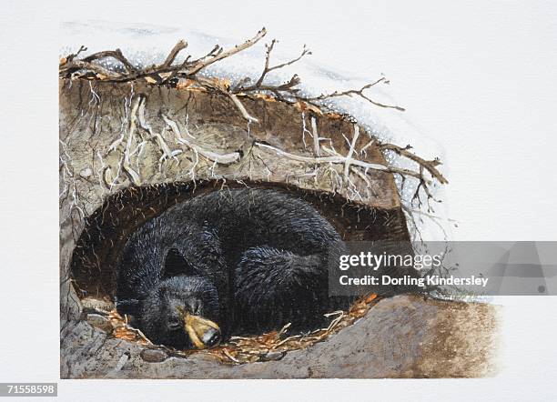 ursus thibetanus, sleeping asiatic black bear curled up in its winter den. - hibernation stock illustrations