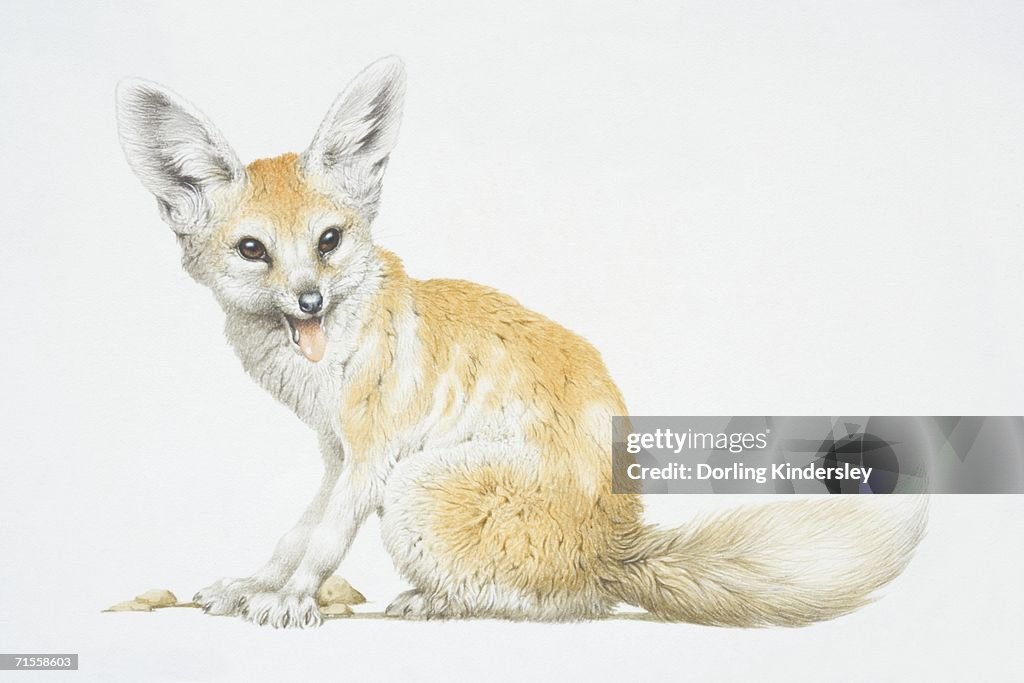 Vulpes zerda, Fennec Fox.