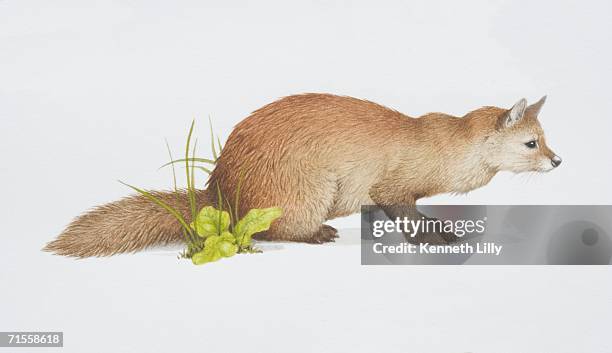 martes zibellina, poised sable looking ahead, side view. - stalker stock illustrations