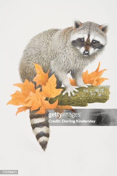 procyon lotor, raccoon perched on tree branch. - baumbewohnendes tier stock-grafiken, -clipart, -cartoons und -symbole