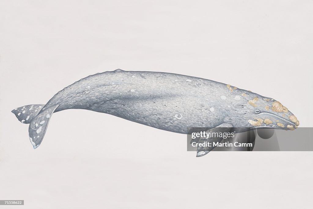 Eschrichtius robustus, Gray Whale, side view.