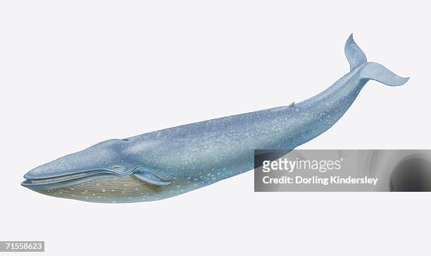 stockillustraties, clipart, cartoons en iconen met balaenoptera musculus, blue whale, side view. - blue whale