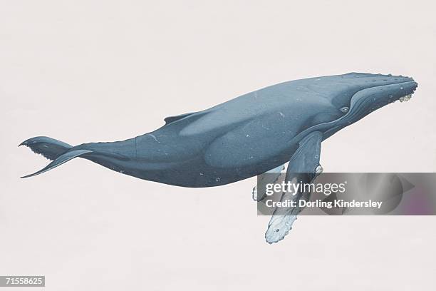 ilustraciones, imágenes clip art, dibujos animados e iconos de stock de megaptera novaeangliae, ballena jorobada, vista lateral. - whales