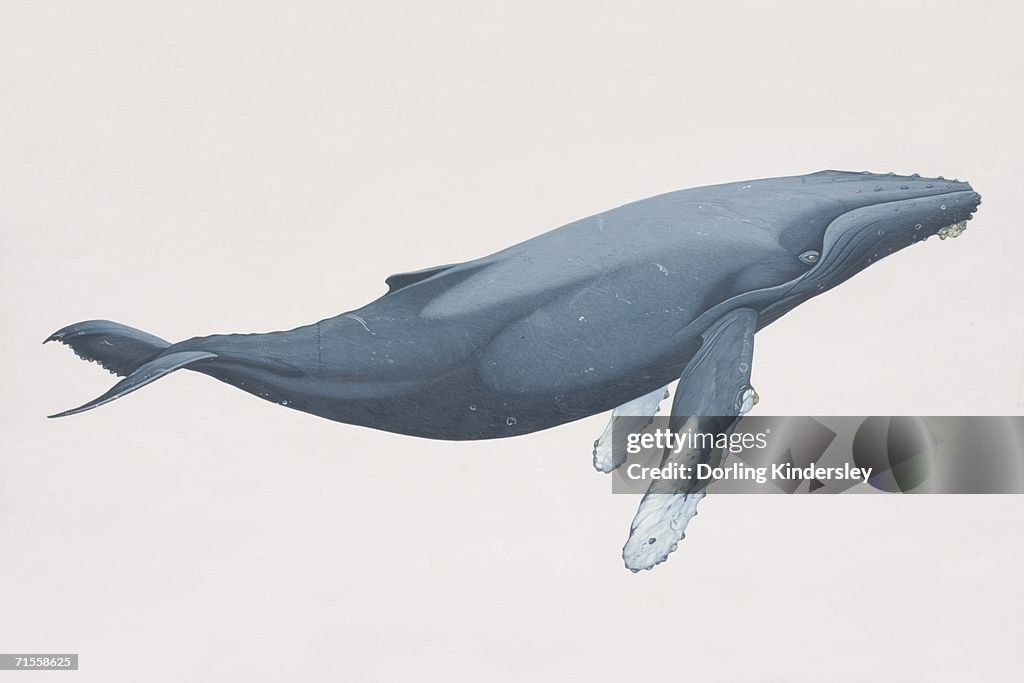 Megaptera novaeangliae 、ザトウクジラ、サイドの眺めをご覧いただけます。