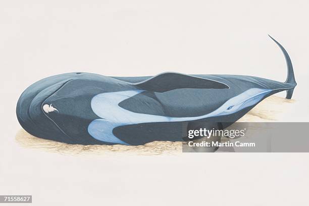 globicephala macrorhynchus, dead short-finned pilot whale on beach. - short finned pilot whale stock illustrations