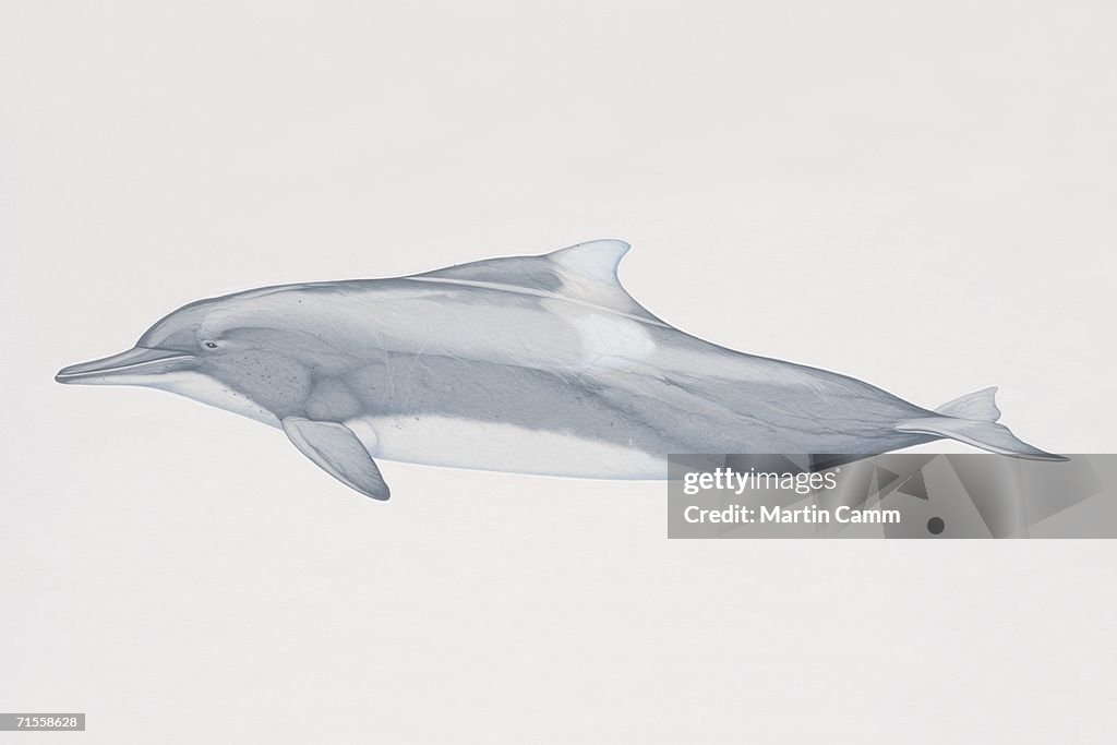 Sousa teuszii, Atlantic Hump-Backed Dolphin, side view.