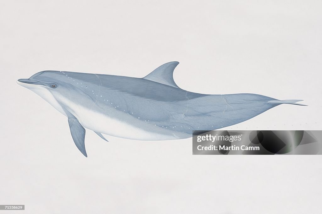 Tursiops truncatus, Bottlenose Dolphin, side view.
