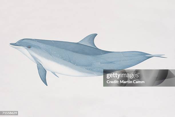 tursiops truncatus, bottlenose dolphin, side view. - bottlenose dolphin stock illustrations