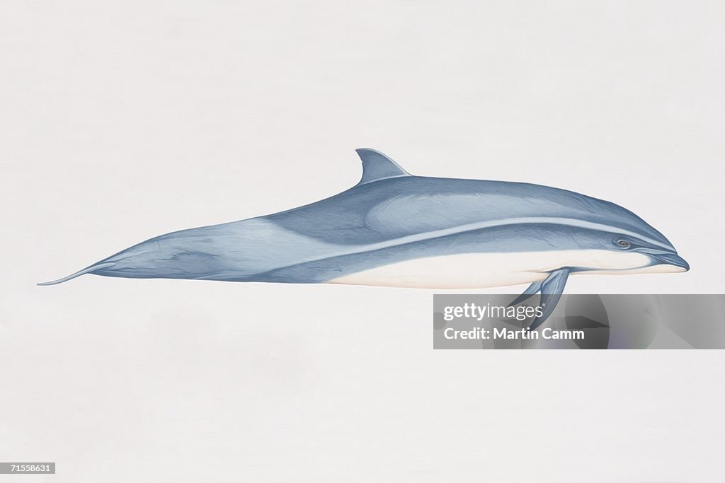 Lagenodelphis hosei, Fraser's Dolphin, side view.
