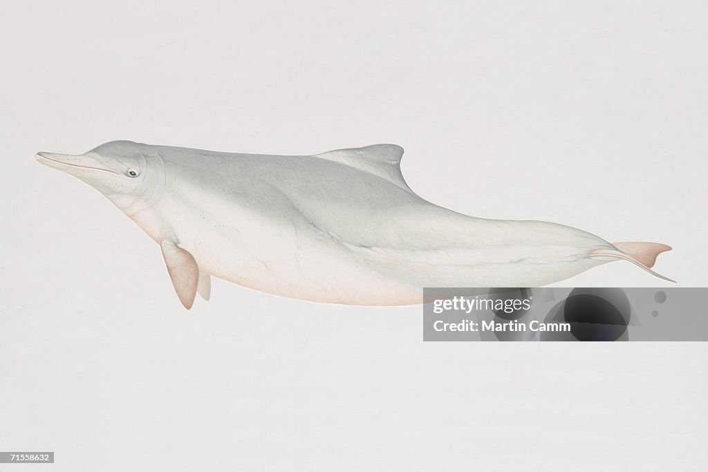 Sousa chinensis, Indo-Pacific Humpback Dolphin, side view.
