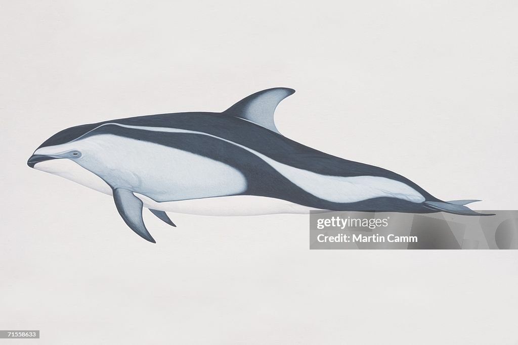 Lagenorhynchus obliquidens, Pacific White-sided Dolphin, side view.