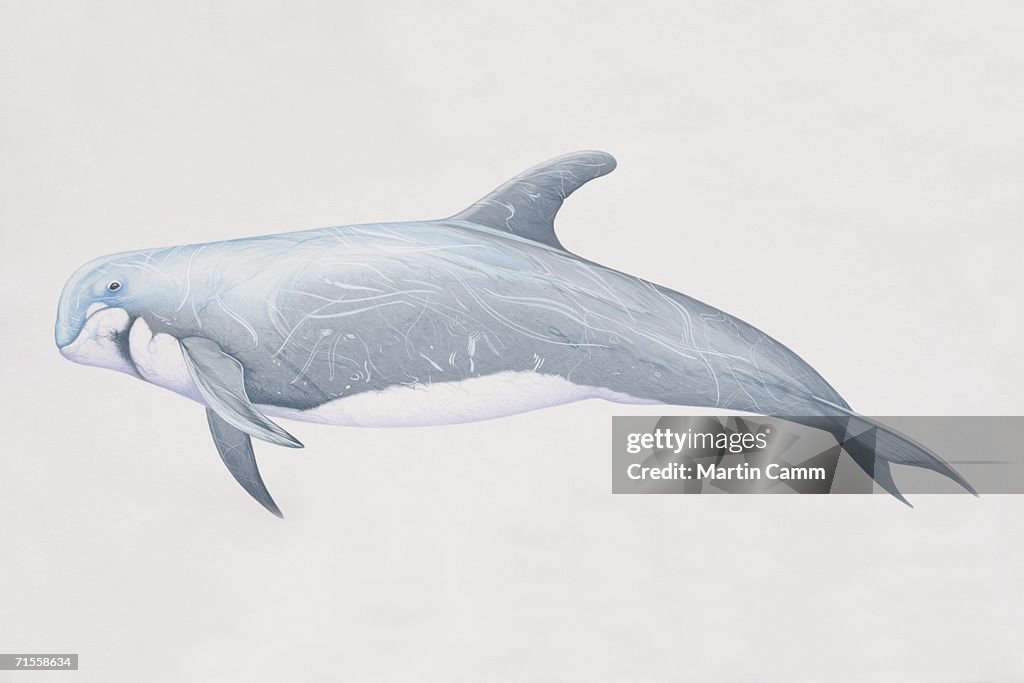 Grampus griseus, Risso's Dolphin, side view.