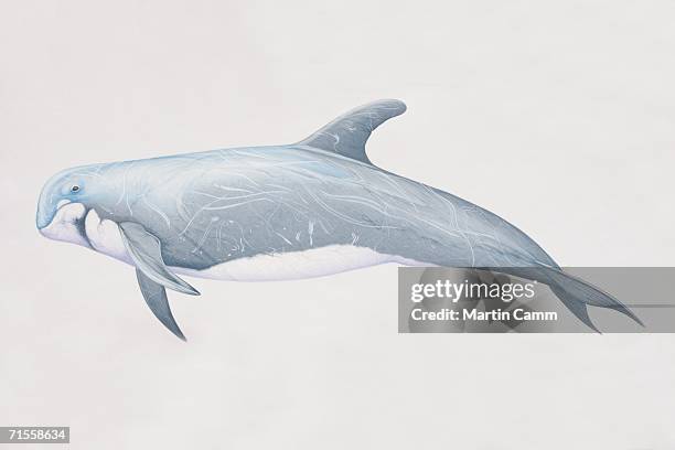 Gramus Grampus Griseus Photos and Premium High Res Pictures - Getty Images