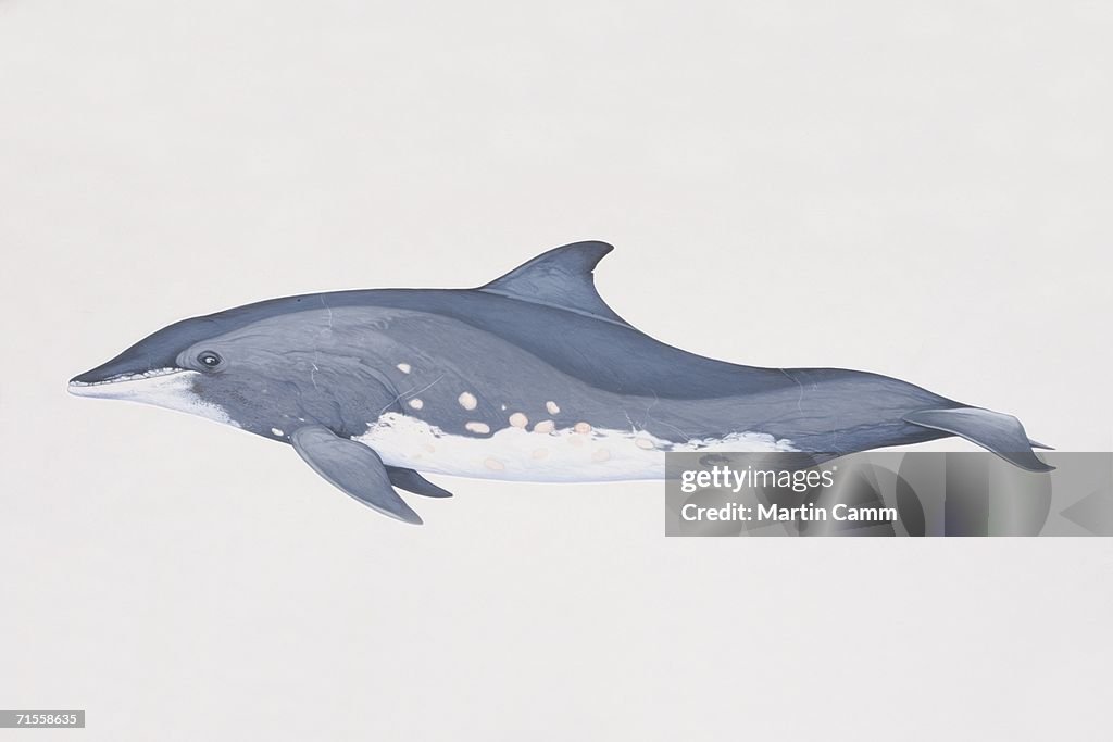 Steno bredanensis, Rough-Toothed Dolphin, side view.