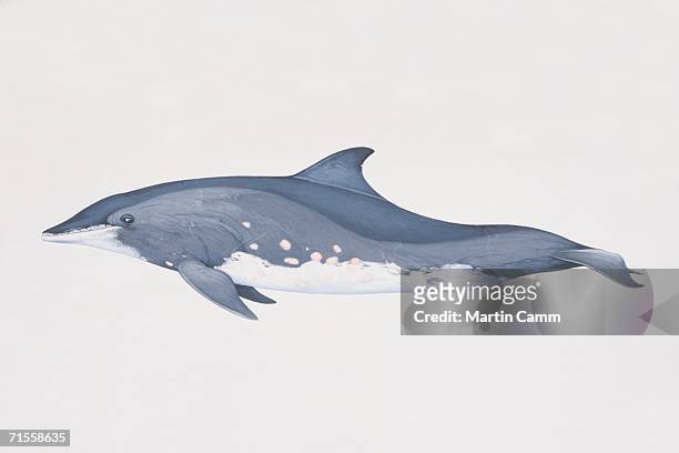 steno bredanensis, rough-toothed dolphin, side view. - studio shot stock illustrations