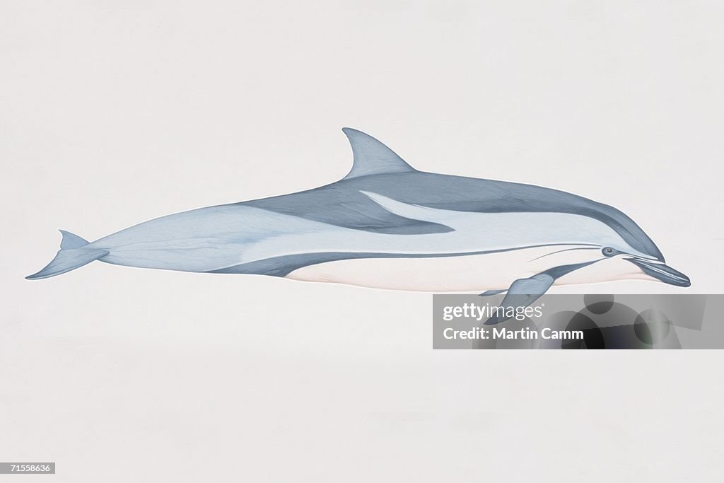 Stenella coeruleoalba, Striped Dolphin, side view.