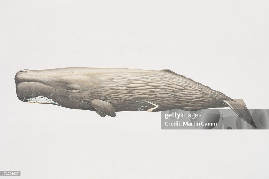 Physeter catodonf, Sperm Whale, side view.