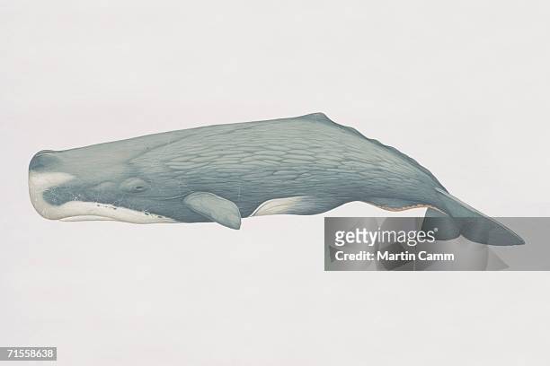 ilustraciones, imágenes clip art, dibujos animados e iconos de stock de physeter catodon, sperm whale, side view. - ballena cachalote