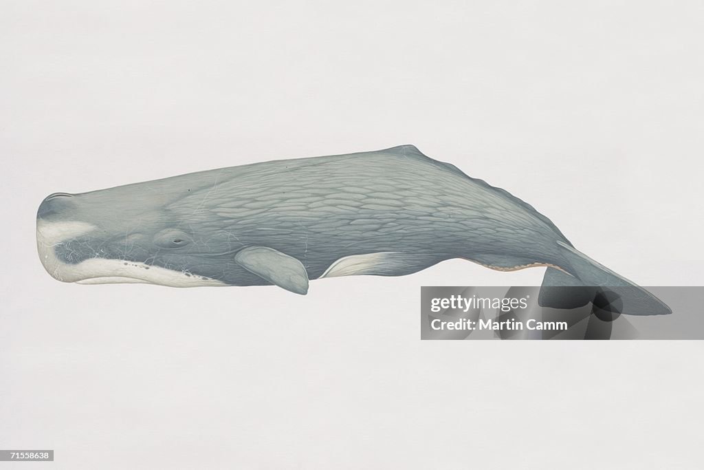 Physeter catodon, Sperm Whale, side view.