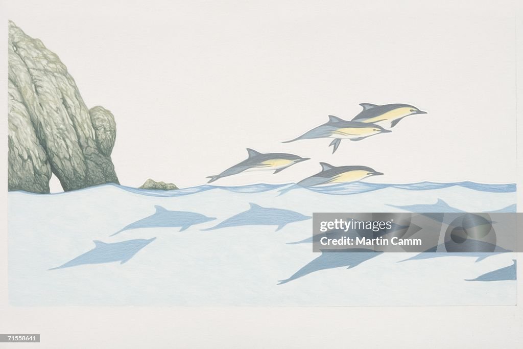 Delphinus delphis, group of Common Dolphins swimming in the same direction with some leaping above the water surface, cross-section side view.