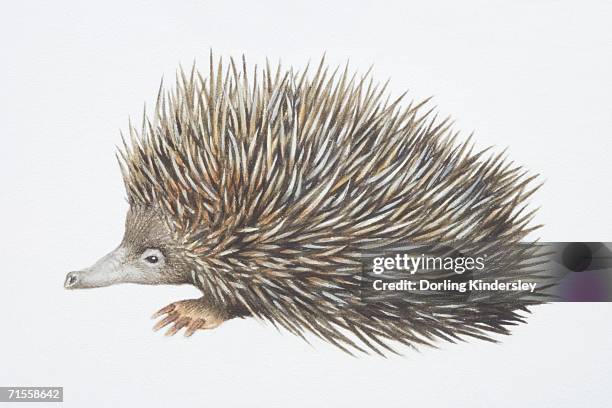 tachyglossus aculeautus, short-nosed echidna, side view. - echidna stock illustrations