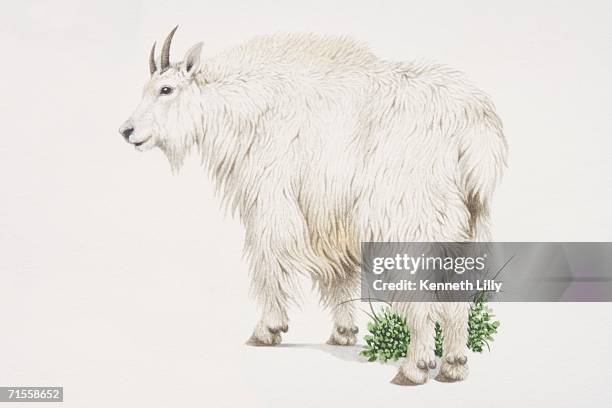 oreamnos americanus, mountain goat. - stalker stock illustrations