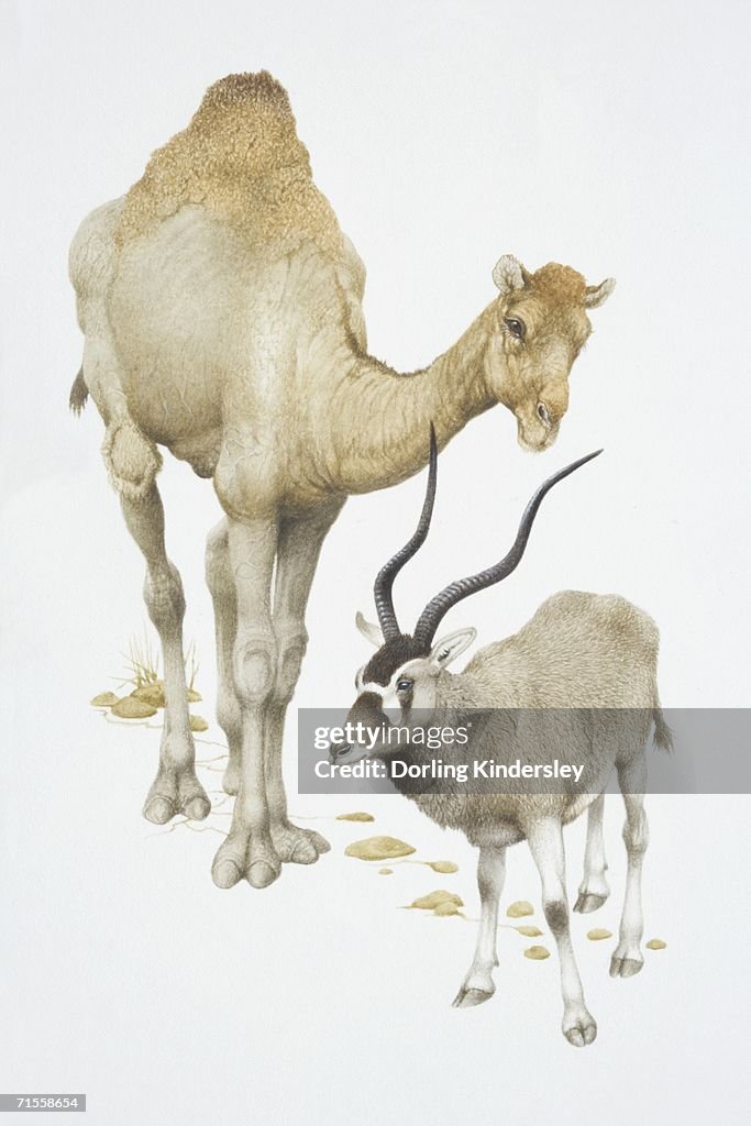 Camelus dromedarius and addax nasomaculatus, Dromedary camel and Addax, front view.