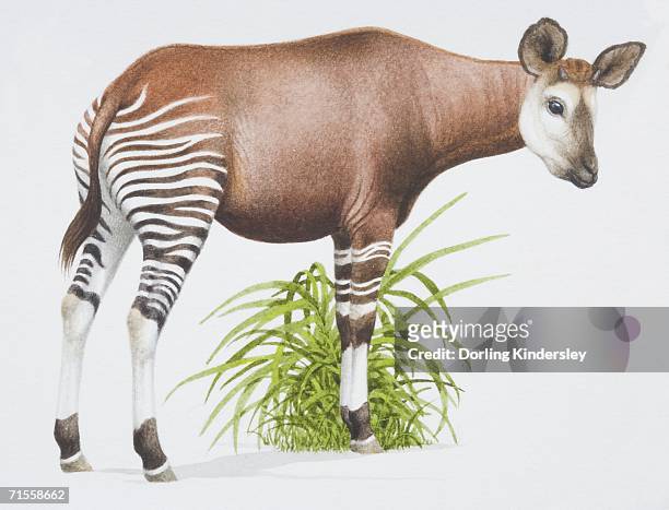 okapia johnstoni, okapi with a brown body and stripey legs, side view. - animal leg stock illustrations