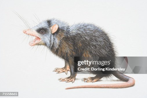 Moonrat Echinosorex Gymnurus Greater Moonrat Side View High-Res Vector Graphic ...