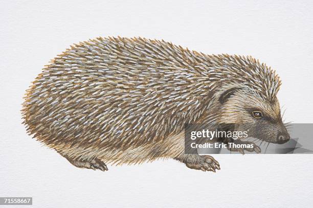 erinaceus europaeus, west european hedgehog, side view. - atelerix albiventris stock illustrations