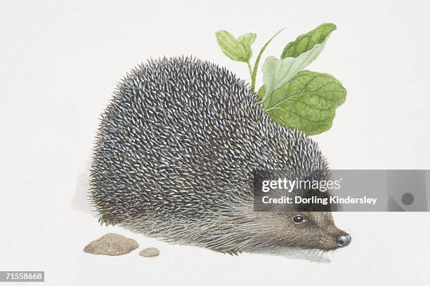 erinaceus europaeus, european hedgehog. - hedgehog stock illustrations