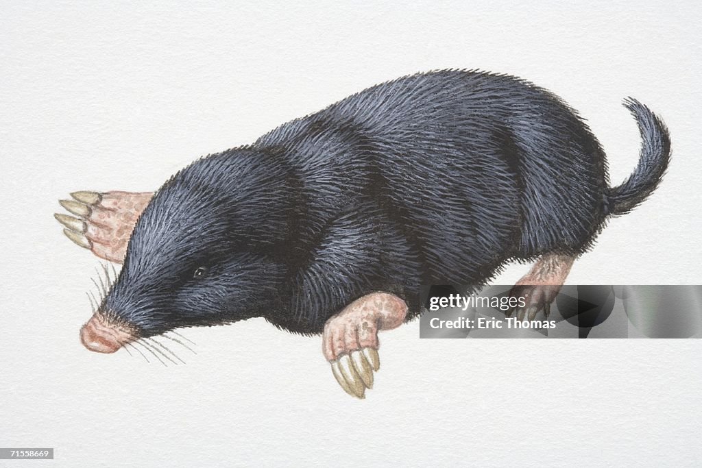 Talpa europaea, European Mole.