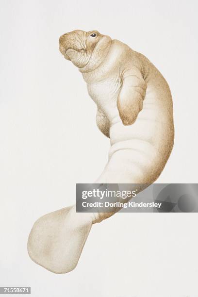 29点のdugongイラスト素材 Getty Images 29点のdugongイラスト素材 Getty Images